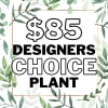 Graphic reading "$85 Designers Choice Plant" with leafy border