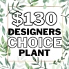 Graphic sign reading "$130 Designers Choice Plant" with leafy border