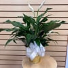 Small peace lily in a 6" pot wrapped in paper with a