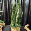 Tall snake plant in a woven basket planter