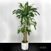 Tall potted dracaena plant in a white container