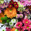 Let our talented designers create a one-of-a kind arrangement for you.