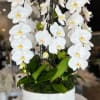 White orchids arranged in a white bowl planter