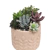 Potted succulent arrangement in a textured pink ceramic planter