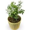 This Snowbush plant has delicate leaves accented with white variegating, adding a