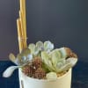 Succulent arrangement in a white pot with bamboo stakes
