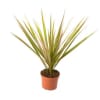 Potted spiky green plant in a terracotta pot