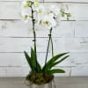 White orchid plant in a silver pot with moss