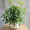 Potted green houseplant in a woven basket planter on a wooden table