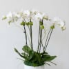 This arrangement consists of 3 double stemmed orchids, arranged in a white
