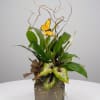 Tropical plant arrangement with a butterfly accent in a square wooden container
