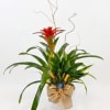 Tropical plant arrangement with a red bromeliad in a wrapped pot
