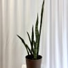 Potted snake plant with tall striped leaves in a brown container