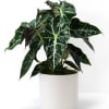 Potted alocasia plant with dark green arrow-shaped leaves in a white cylindrical pot