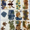 Pressed flower art cards with blue, brown, and green botanical designs.