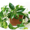 Trailing pothos plant in a terracotta pot