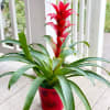 Potted bromeliad with a tall red bloom spike