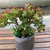 Potted succulent arrangement in a ribbed metal container