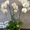 White orchids arranged in a white bowl planter