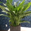 Potted green houseplant with broad variegated leaves in a dark planter