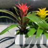 Two colorful bromeliad plants in a white rectangular planter