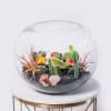 Glass bowl terrarium with assorted small cacti and succulents