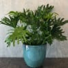 Lush green potted plant in a blue ceramic pot
