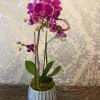 Potted purple orchid arrangement in a striped ceramic pot
