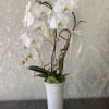 White orchid arrangement in a tall white vase