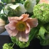 Bouquet of pale pink and white flowers with bright green blooms