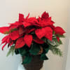 Red poinsettia arrangement in a woven basket with a green ribbon