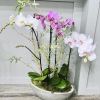 Orchid arrangement in a shallow white planter with white and pink blooms