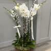 Tall white orchid arrangement in a wooden container with ribbon