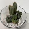 Glass bowl terrarium with several cacti and white stones