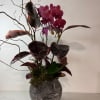 Purple orchids in a dark ceramic vase with broad variegated leaves