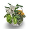 Select this rustic basket garden that features an assortment of green and