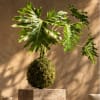 Potted tropical plant with large split green leaves on a moss-covered base