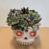 Succulent arrangement in a white skull-shaped planter