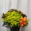 Mixed potted plant arrangement with an orange ribbon bow in a black container