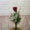 Single red rose in a clear glass vase with white filler flowers