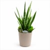 Potted succulent arrangement with tall snake plant leaves