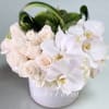 White roses and orchids arranged in a pale round box
