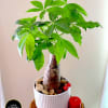Potted money tree plant in a white ceramic pot with pebbles and a red candle beside it