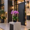 Potted pink orchid arrangement on a pedestal outside a modern entrance
