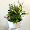 Mixed green houseplant arrangement in a white planter