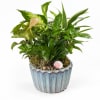 Mixed green houseplants in a blue ceramic pot with shells and pebbles