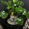 Potted monstera plant with glossy split leaves and a gold ribbon