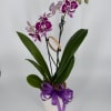 Potted orchid with purple flowers and a purple ribbon in a white container