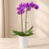 Purple orchid plant in a white pot on a tabletop