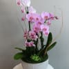 Arrangement of purple Phalaenopsis orchid plants decorated with succulent, moss and curly